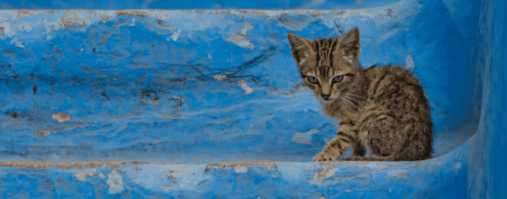 Cosa vedere a Chefchaouen