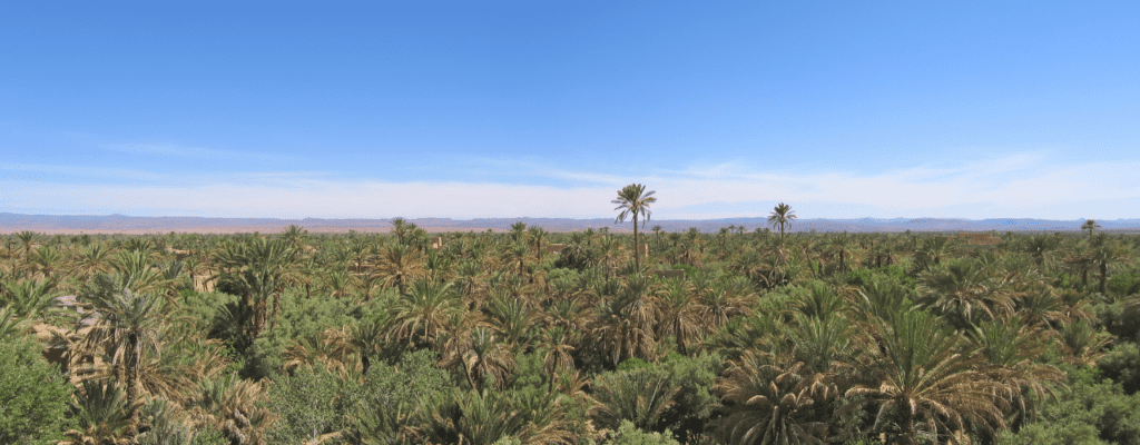 Palme di Skoura