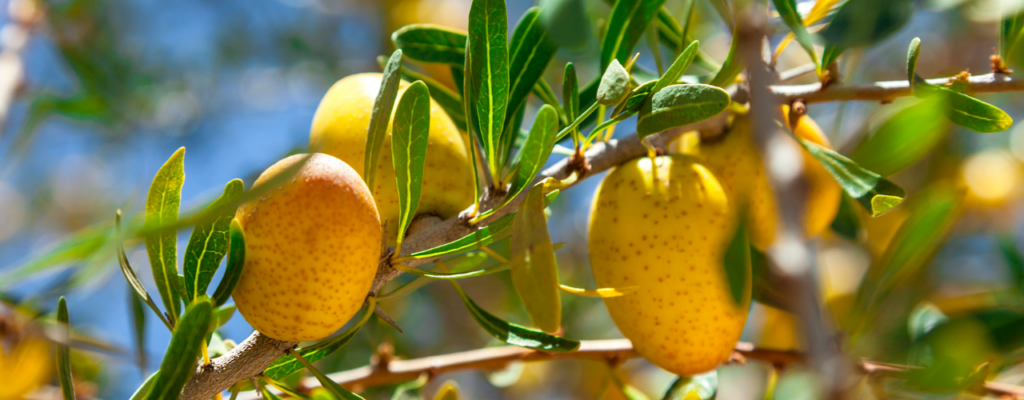 foresta di Argan